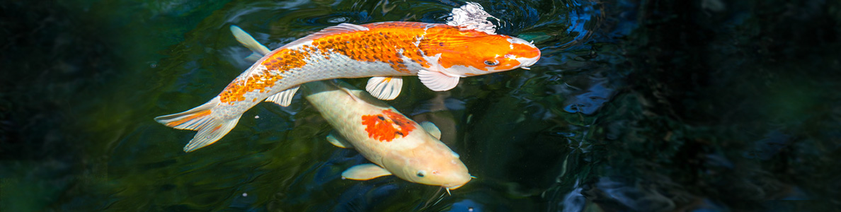 Koi (Karpfen)